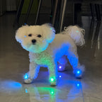 Dog Shoes with Cool Gradient Flashing Lights